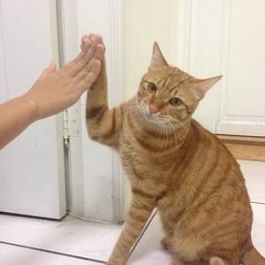 Meet your Posher, Daphne